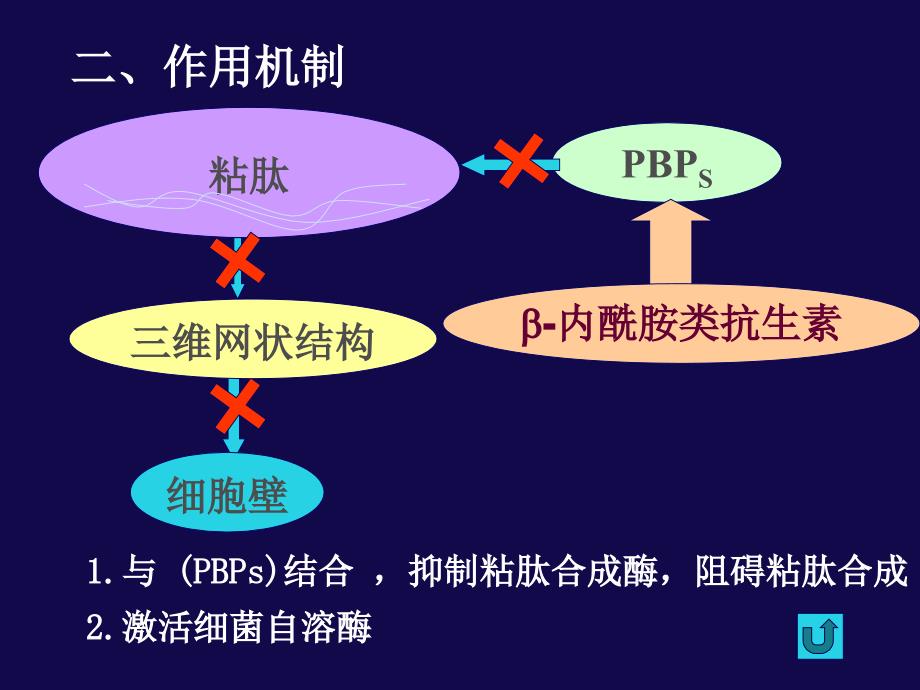 内酰胺类抗生素完整.ppt_第3页