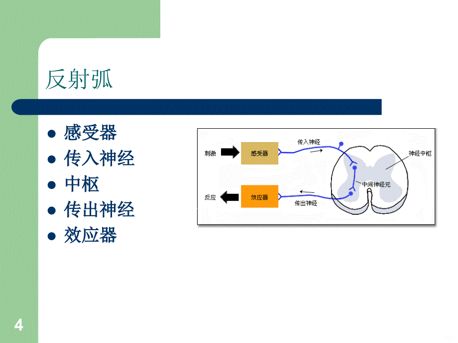 反射检查73658PPT课件.ppt_第4页