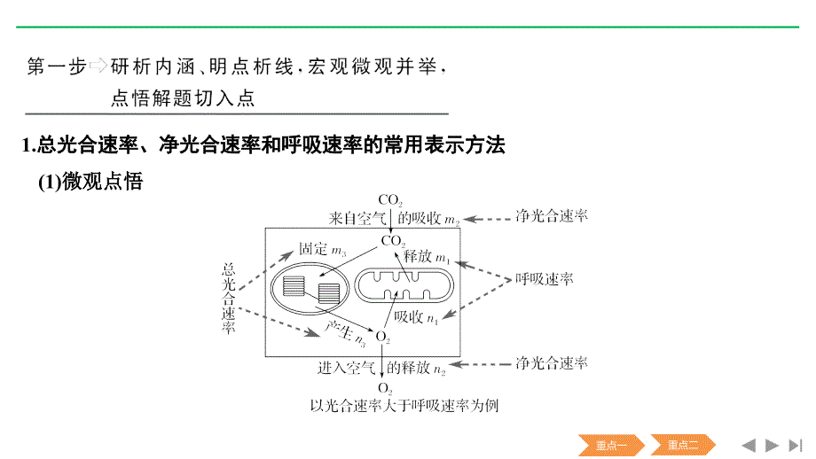 新高考生物（人教全国Ⅰ）复习课件：必修一第三单元 细胞的能量供应与利用 补上一课2_第4页