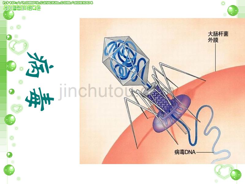 七年级生物生物圈中的微生物(病毒、细菌、真菌)课件(1)_第2页