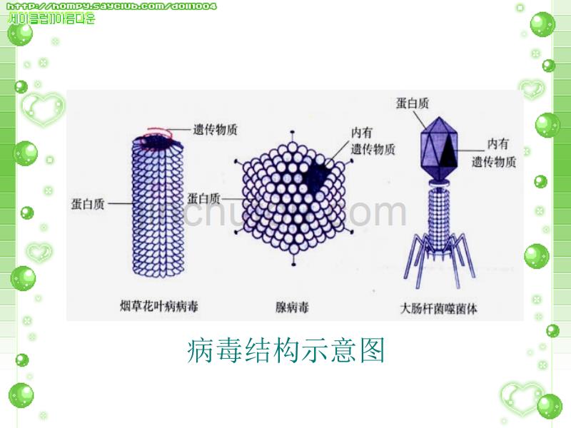 七年级生物生物圈中的微生物(病毒、细菌、真菌)课件(1)_第4页