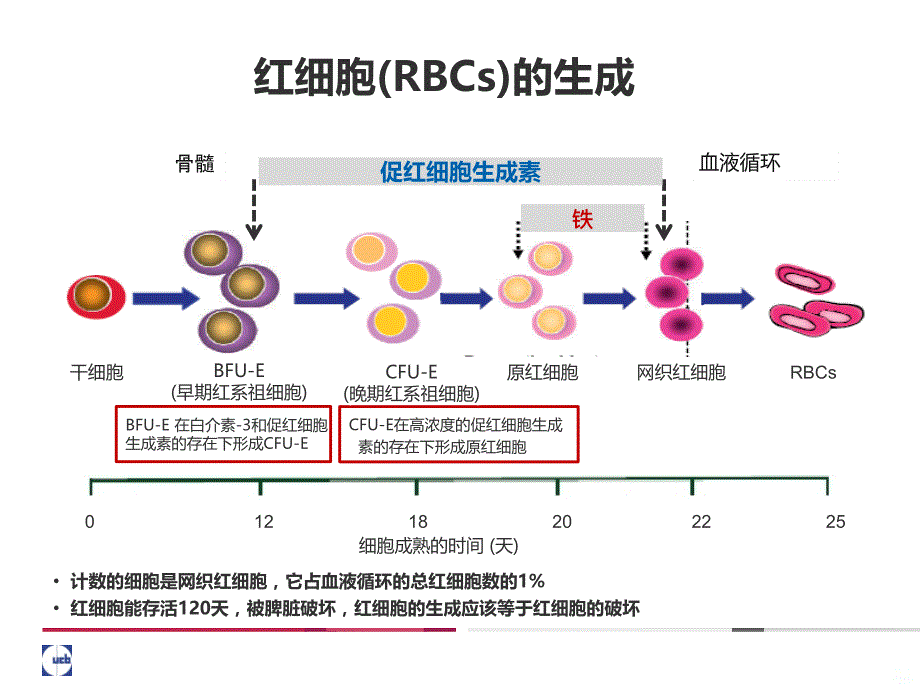 铁的代谢PPT课件.ppt_第3页