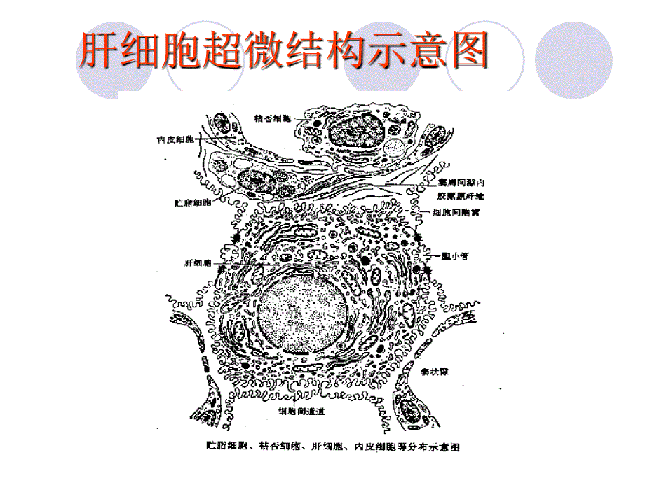 IHC的发生机制和治疗药物的选择_第3页