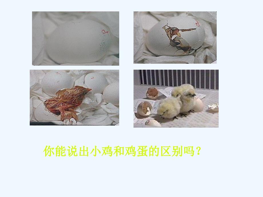 北师大版七上《细胞分化形成组织》ppt课件2_第3页