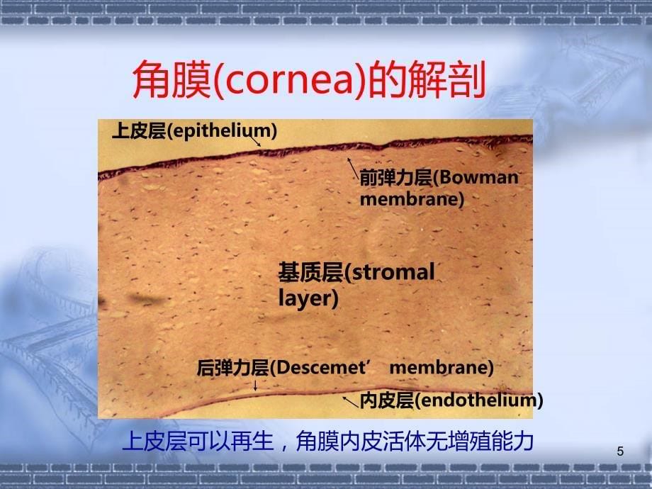 眼科用药PPT课件.ppt_第5页