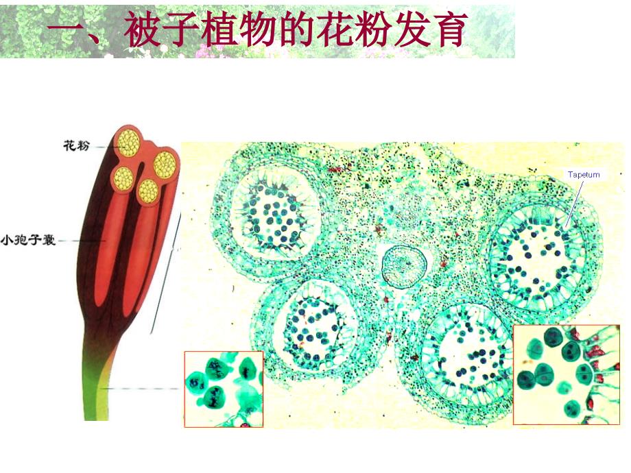 《月季的花药培养》课件新人教版选修_第3页