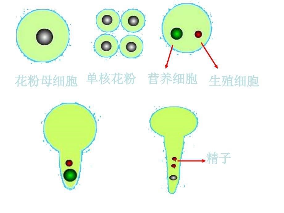 《月季的花药培养》课件新人教版选修_第5页