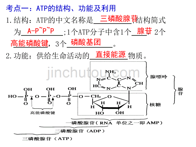 高三生物一轮复习----ATP-细胞呼吸_第2页