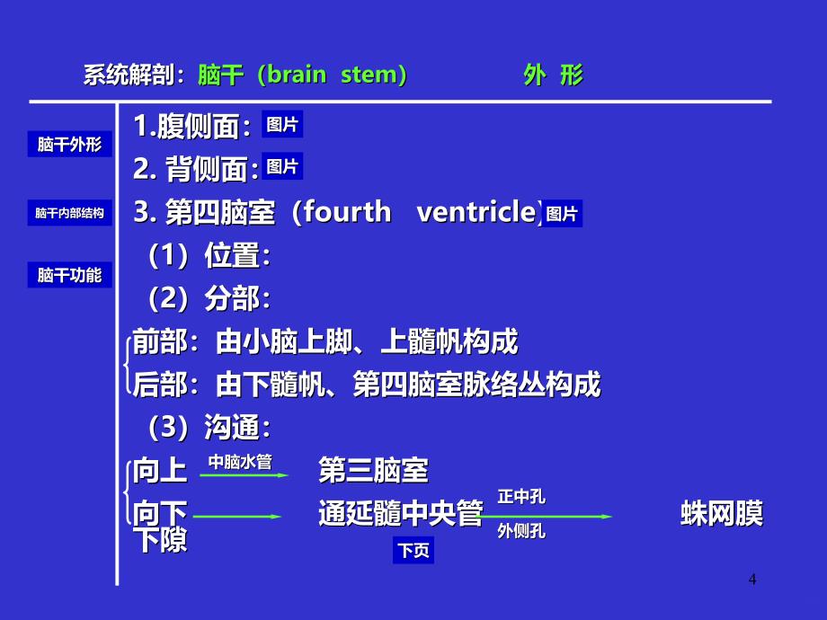 人体解剖学-脑干PPT课件.ppt_第4页