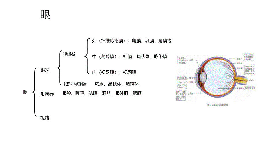 眼解剖简述PPT课件.ppt_第3页