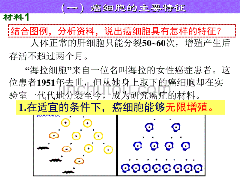 内蒙古高一生物课件：必修一 6.4 细胞的癌变_第3页