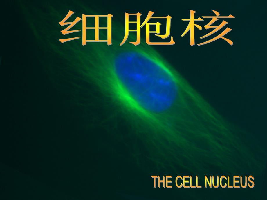 细胞生物学第九章 细胞核_第1页