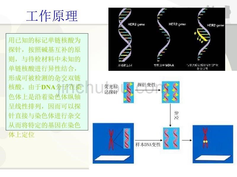 分子技术在肿瘤靶向药物治疗的应用 (2)_第5页