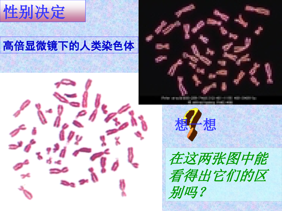 伴性遗传上课_第2页