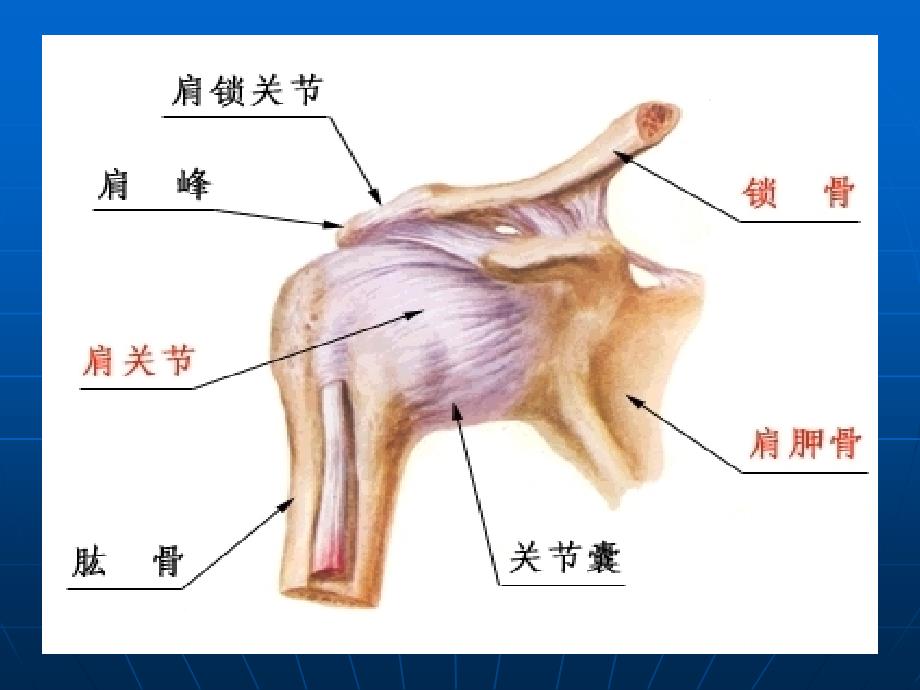 肩关节应用解剖 --关节与肌肉.ppt_第4页