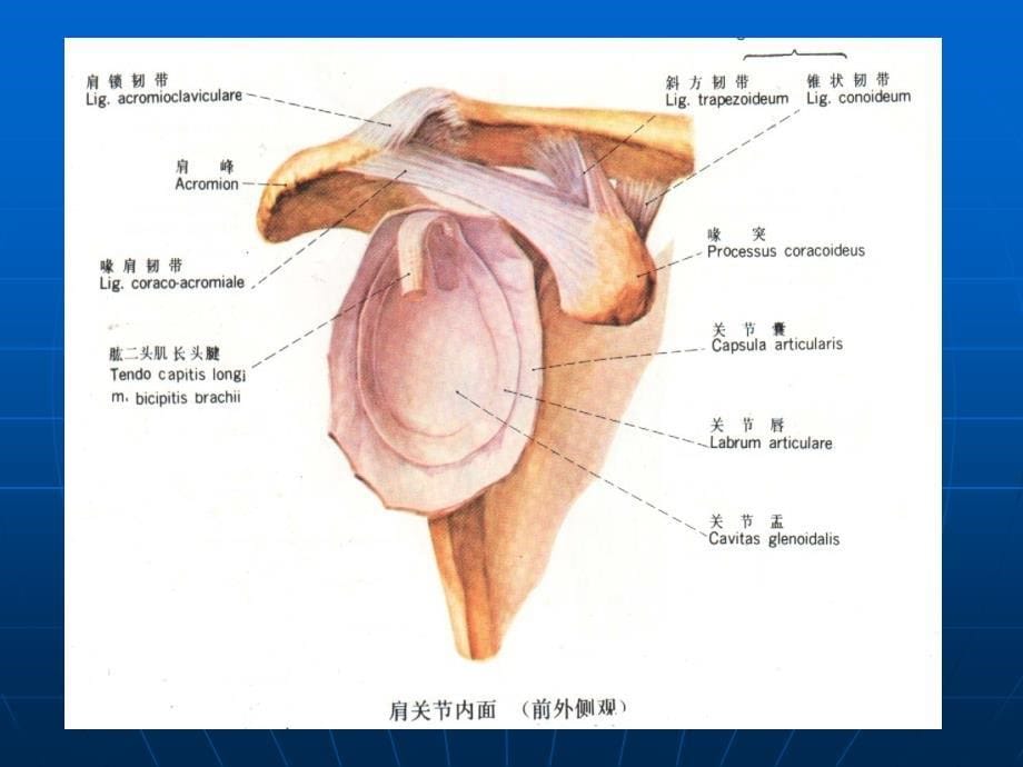 肩关节应用解剖 --关节与肌肉.ppt_第5页