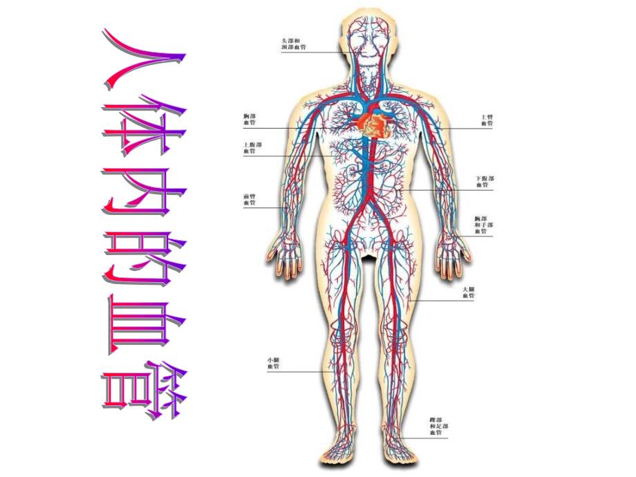 人体内物质的运输初中生物课件.ppt_第3页