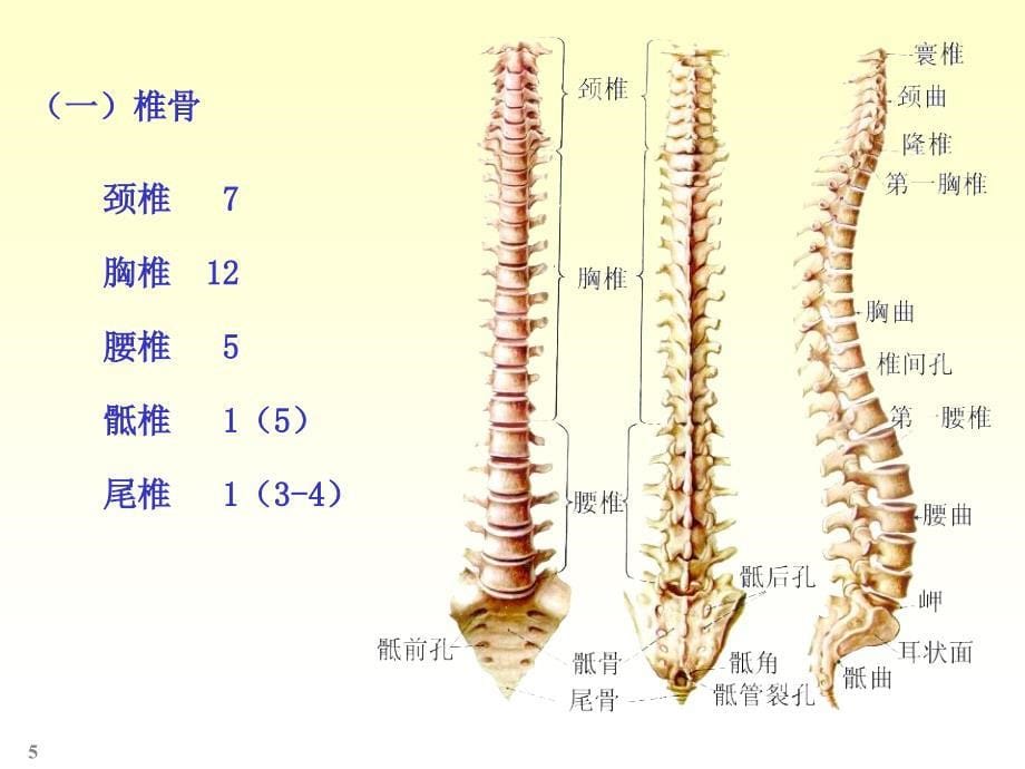 骨学-实验课_第5页