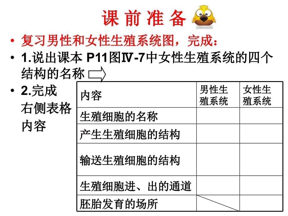 初二生物七年级（上册）人的生殖课件_第5页