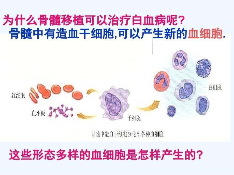 高中生物：《细胞分化》教案(新人教版必修)_第5页