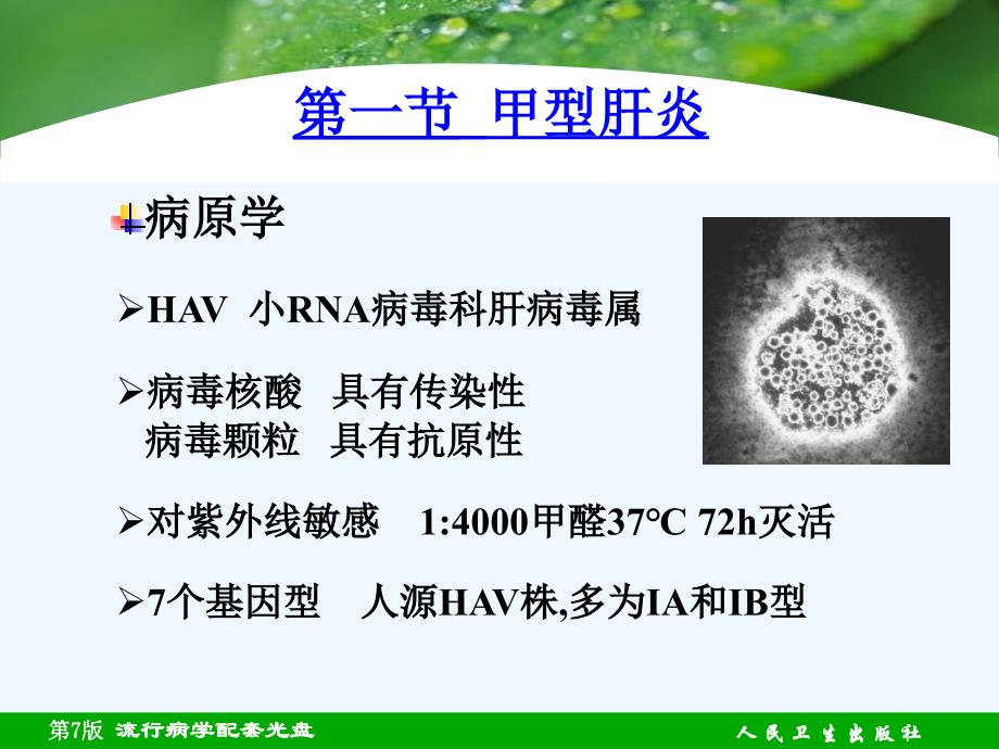 部分病毒性肝炎_第4页