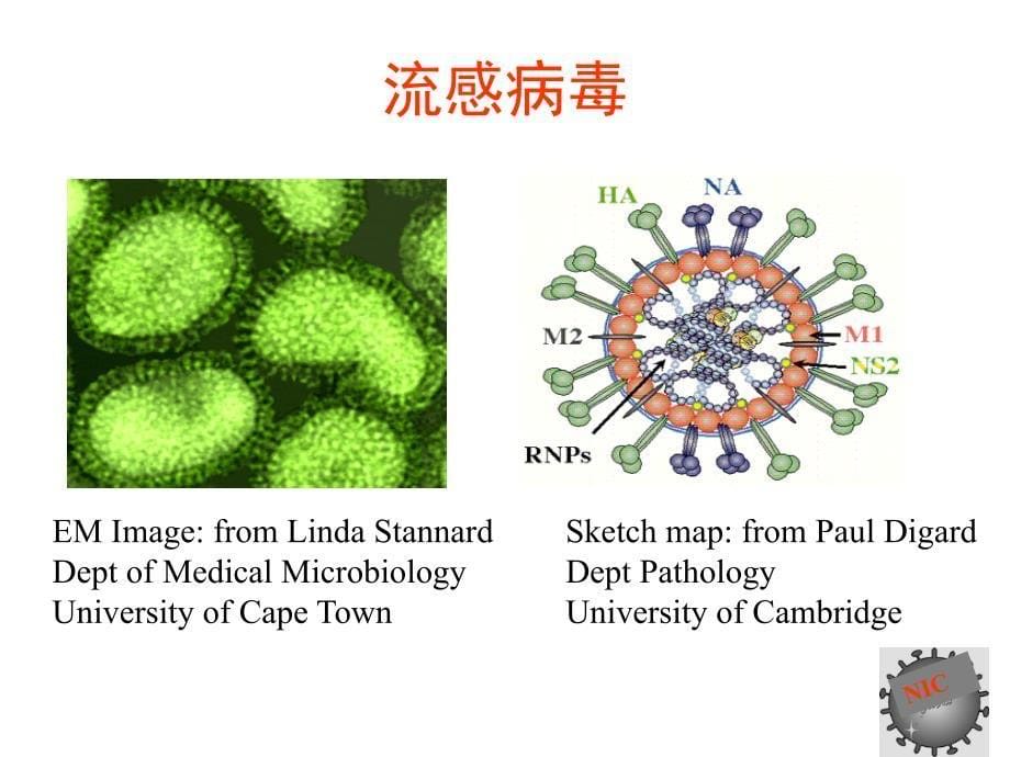 人感染H7N9禽流感病毒病原学特点及标本采集实验室检测_第5页