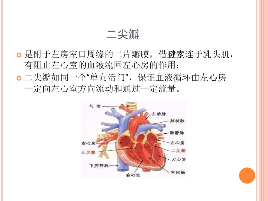 体外循环下二尖瓣置换术配合.ppt_第3页