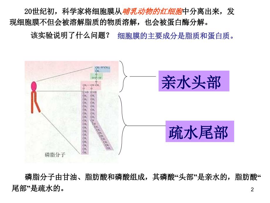 细胞的基本结构 (2)_第2页