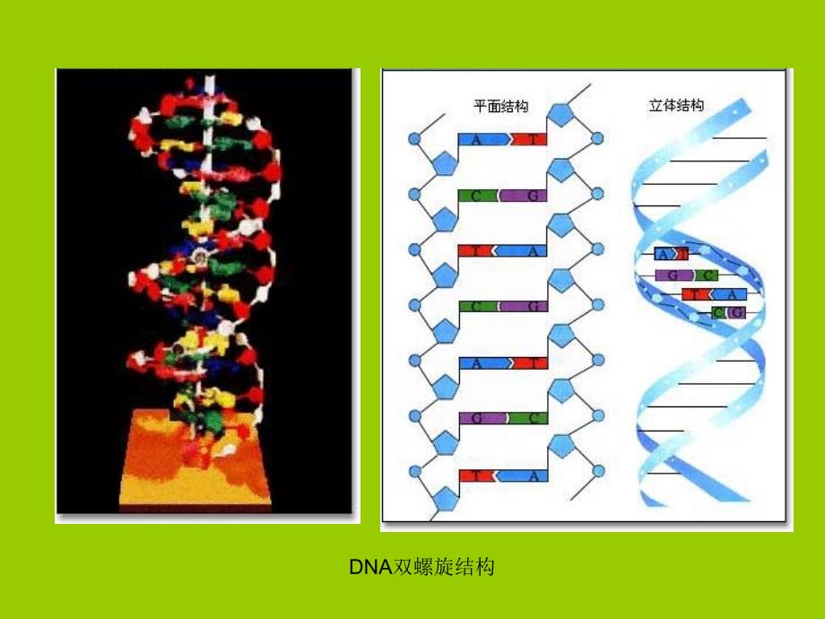 最新 医学生物学基础_第4页