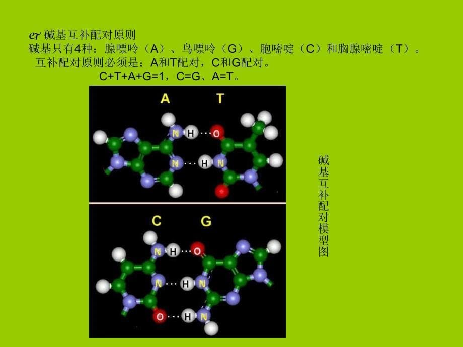 最新 医学生物学基础_第5页