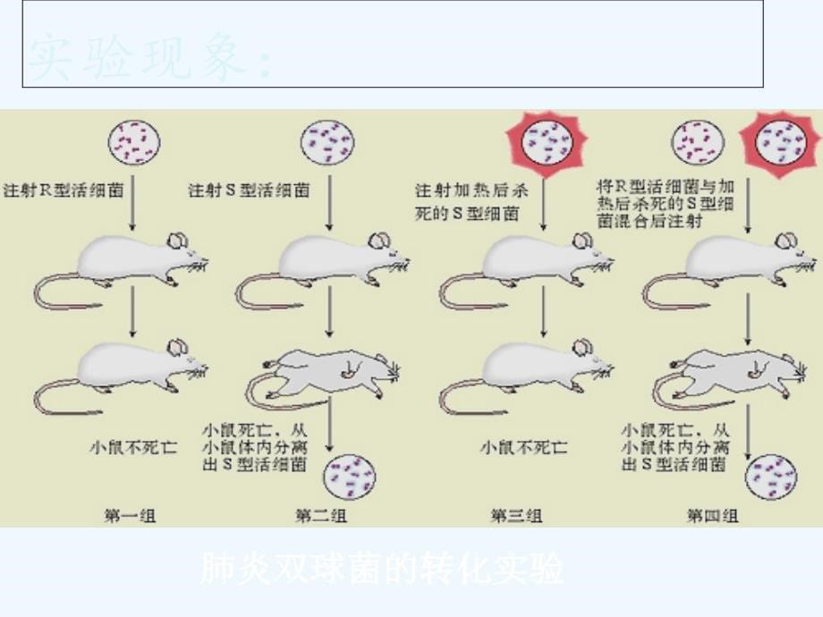 高中生物必修二：3.1DNA是主要的遗传物质2 课件_第5页