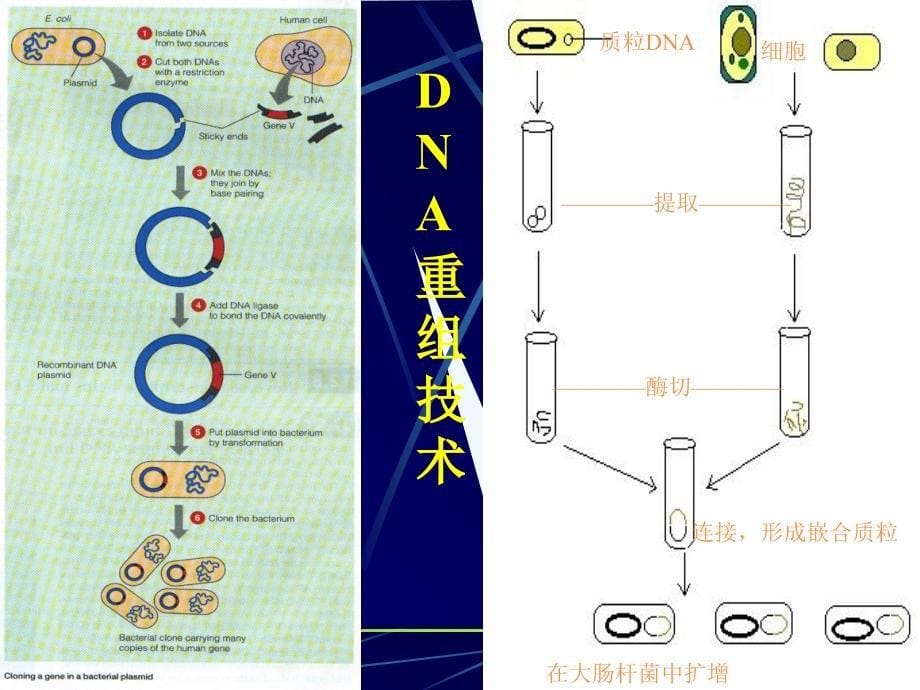 遗传学经典教案第章基因工程导论_第5页