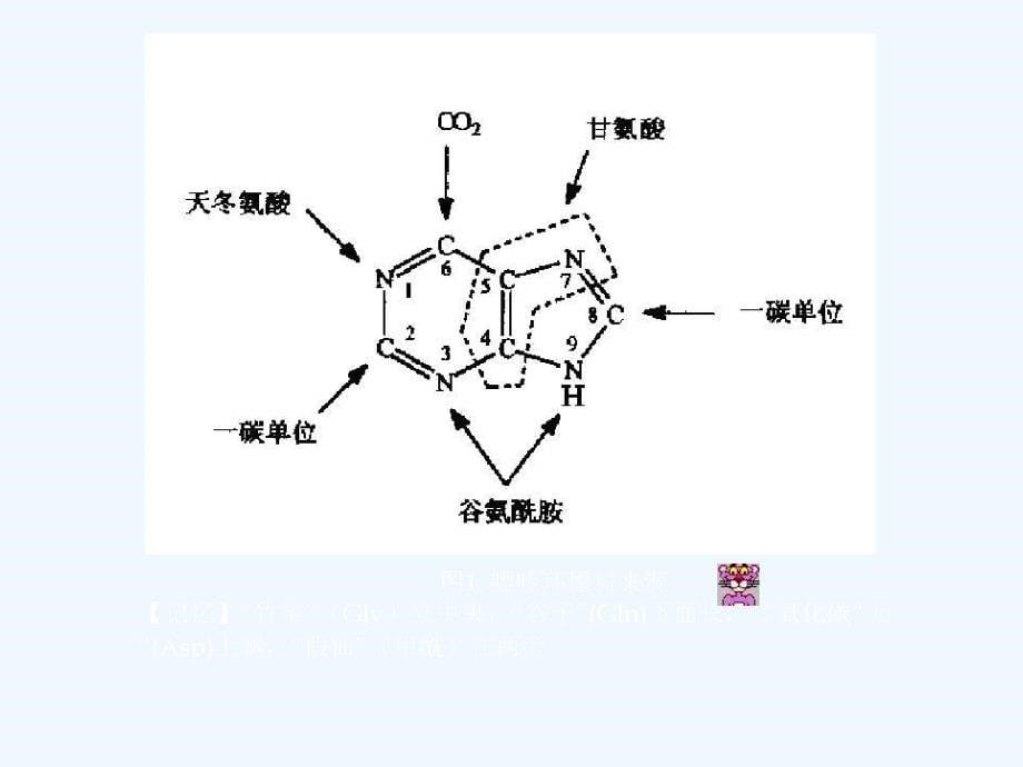 北京大学生物化学教案_第5页