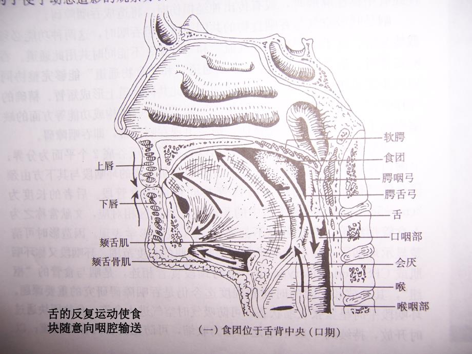 吞咽障碍及其康复治疗_第3页