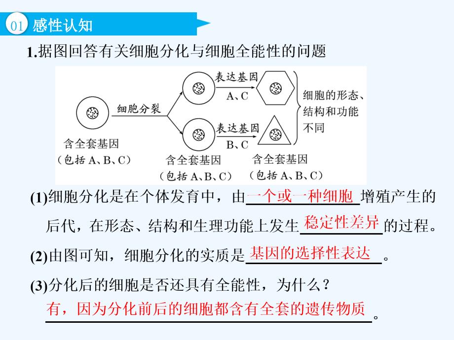 高中新创新一轮复习生物通用课件：必修1 第四单元 第4讲 细胞的分化、衰老、凋亡和癌变_第4页