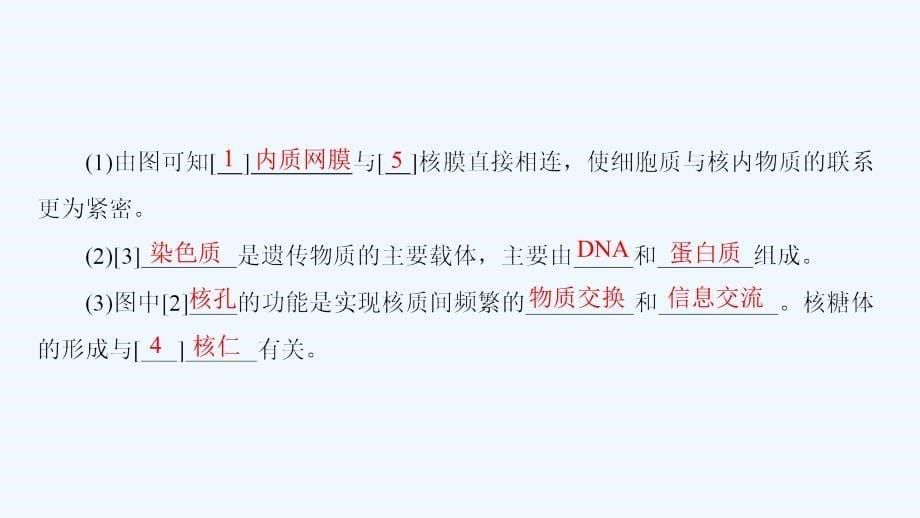 高中课堂新坐标生物人教必修一同步课件：第3章 第3节 细胞核——系统的控制中心_第5页