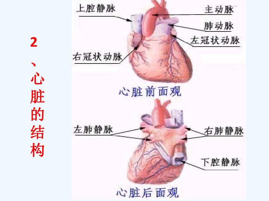 七年级生物下第四章第三节输送血液的泵—心脏教案_第4页