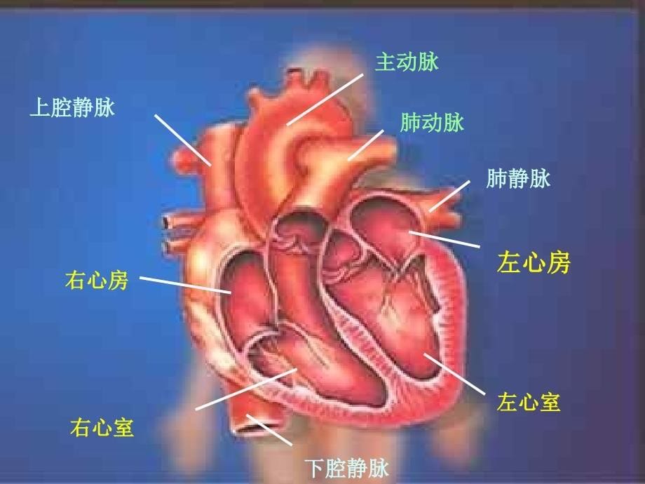 七年级生物下第四章第三节输送血液的泵—心脏教案_第5页