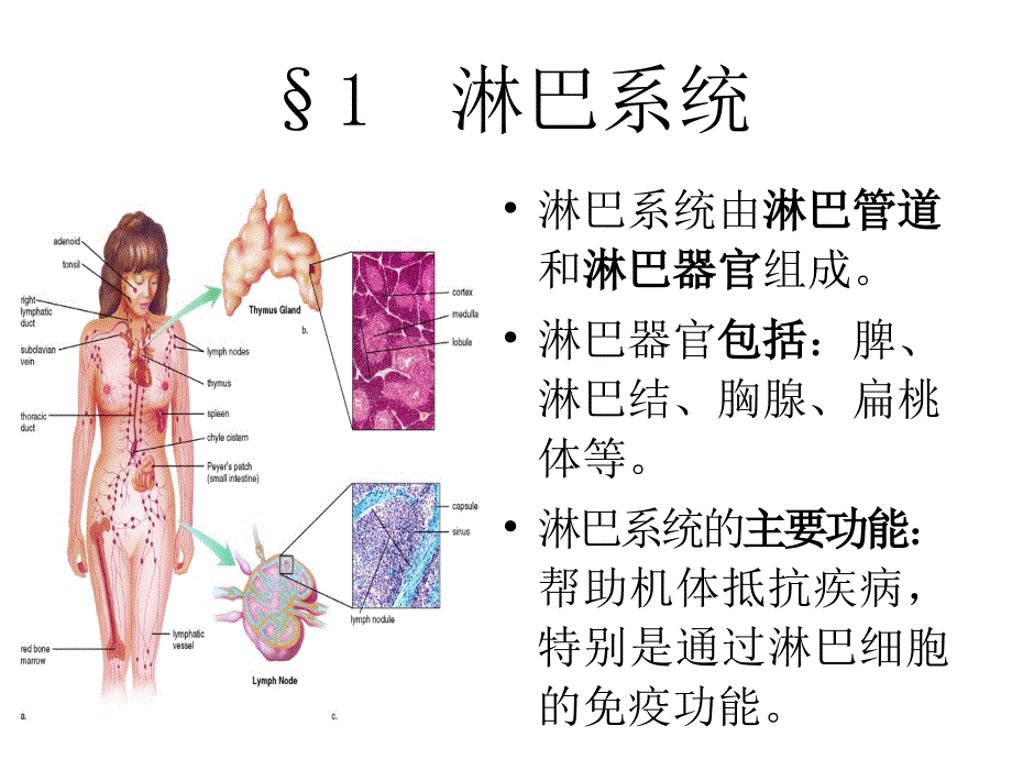 人体解剖生理学-12.第十二章-淋巴系统与免疫_第4页