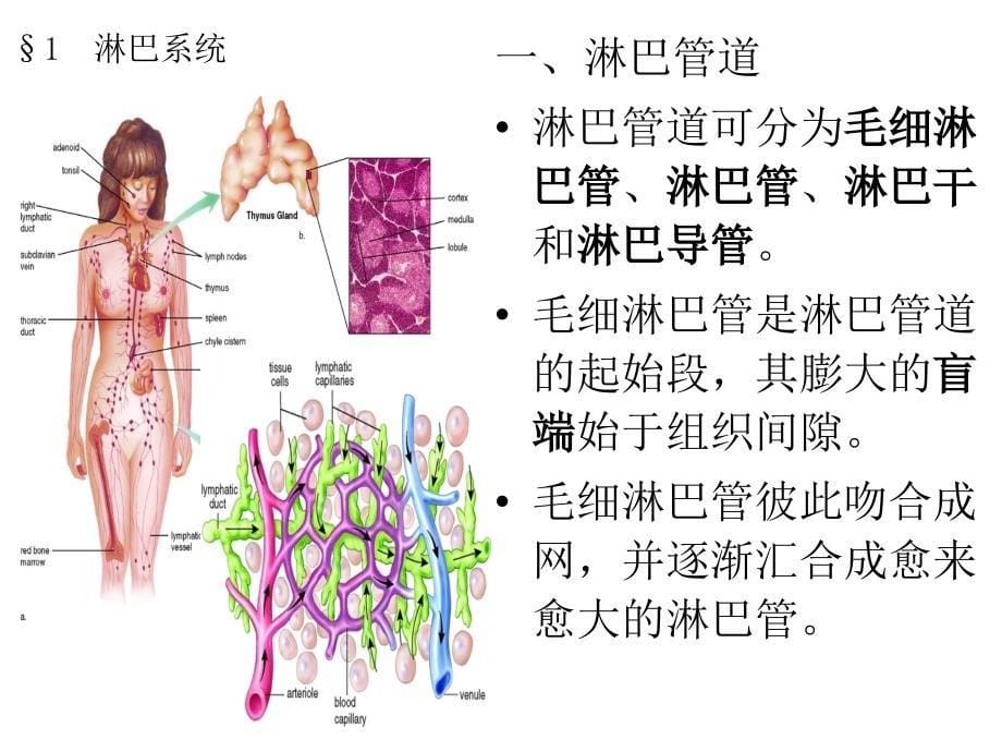 人体解剖生理学-12.第十二章-淋巴系统与免疫_第5页