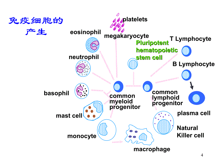 B淋巴细胞的发育分化ppt课件.ppt_第4页