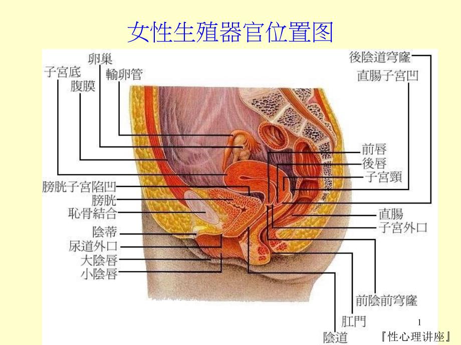 性心理讲座女性生殖器官位置图ppt课件.ppt_第1页