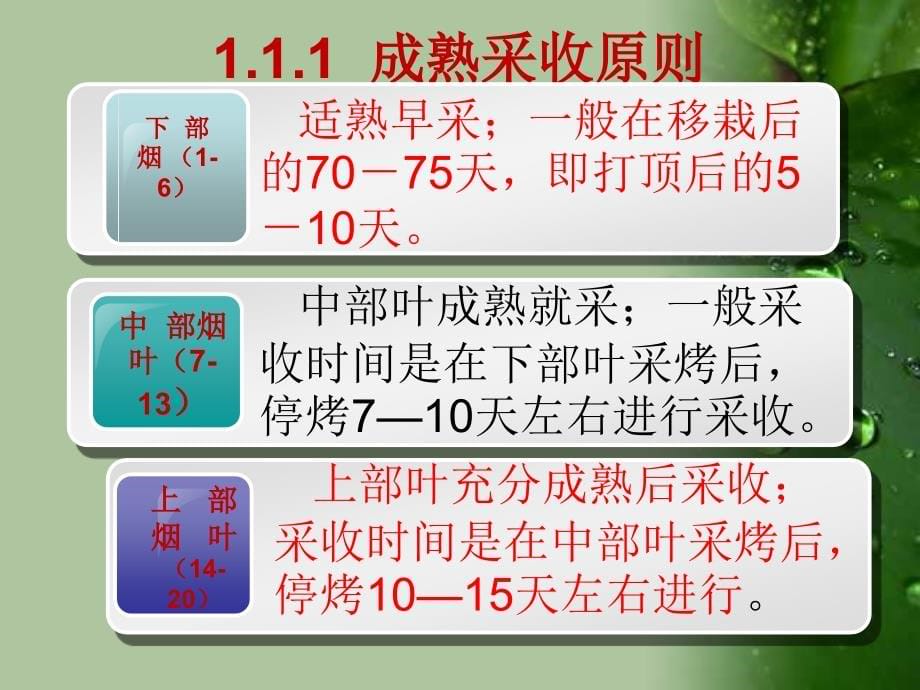 【精编】烤烟采收、烘烤技术培训课件_第5页