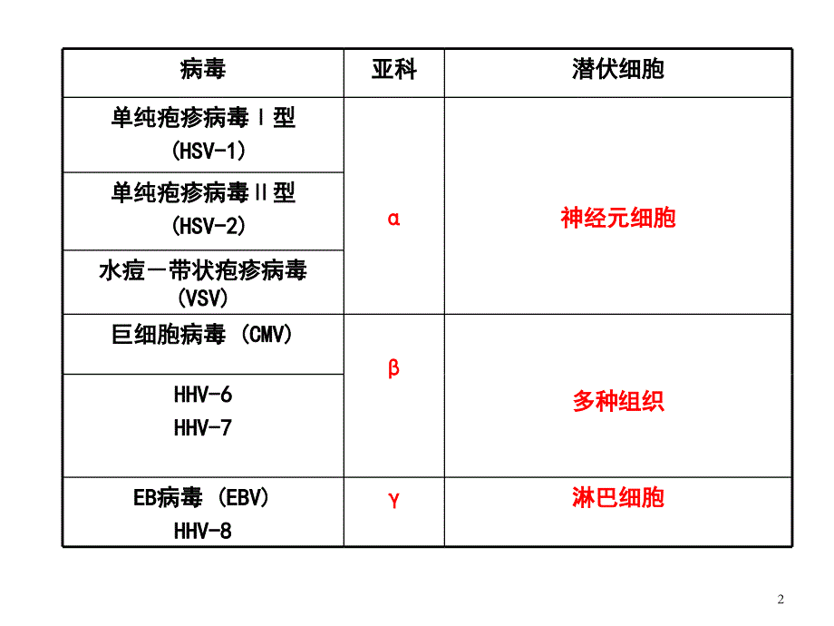 医学微生物学第八版第三十一章疱疹病毒ppt课件.ppt_第2页