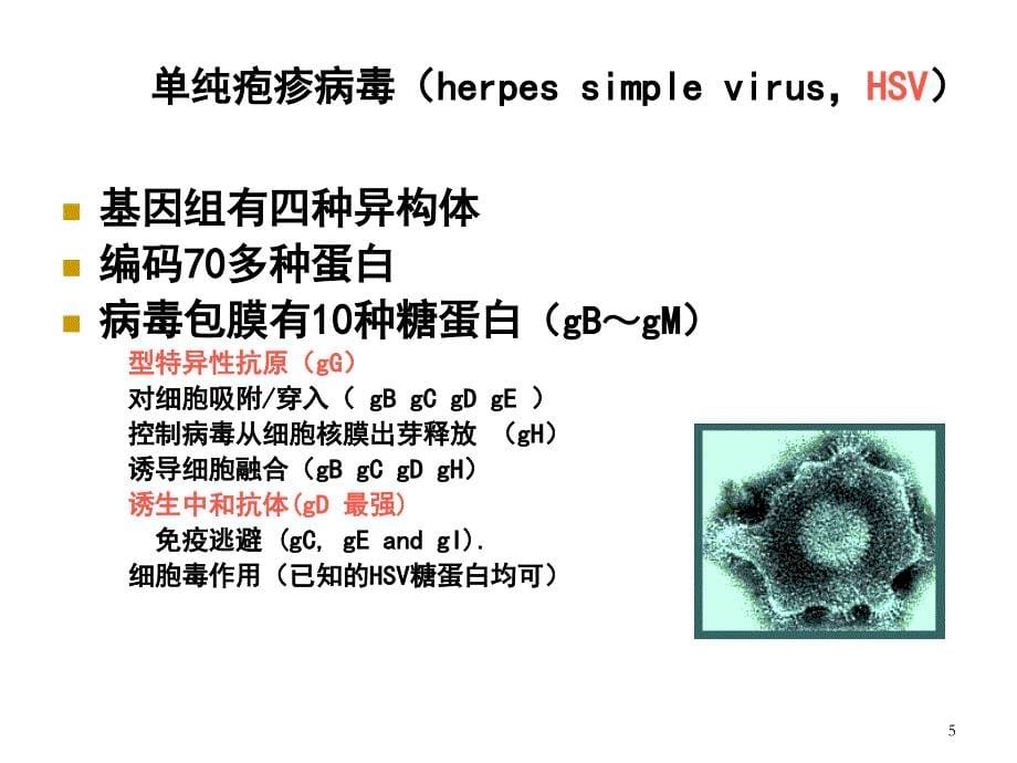 医学微生物学第八版第三十一章疱疹病毒ppt课件.ppt_第5页
