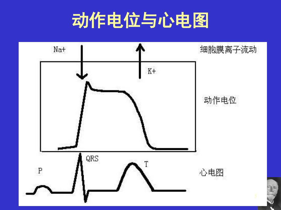 影像专升本诊断学心电图_第4页