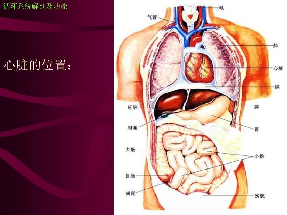 心血管疾病内科护理进展ppt课件.ppt_第3页