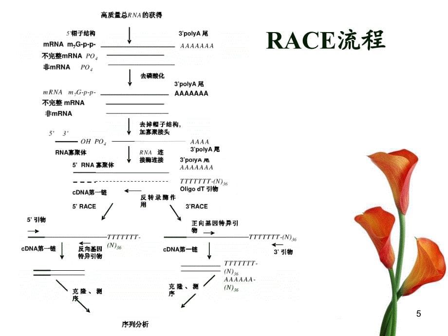 cDNA末端快速扩增技术RACEppt课件.ppt_第5页