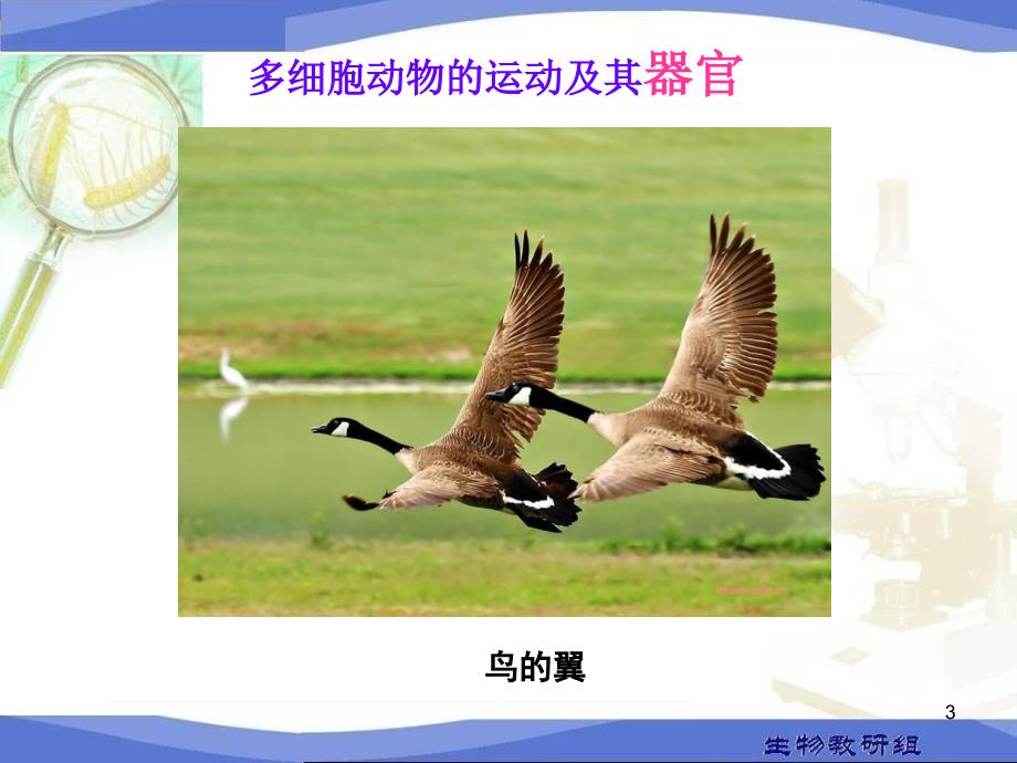 运动系统的组成ppt课件.ppt_第3页