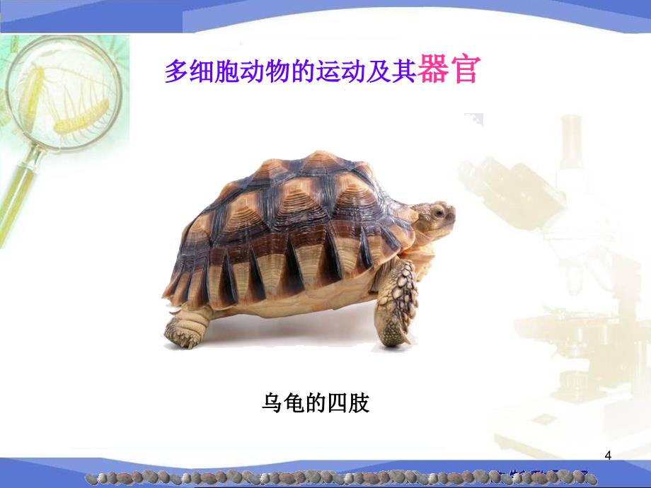 运动系统的组成ppt课件.ppt_第4页